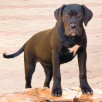 Ophelia, black Italian Mastiff for sale