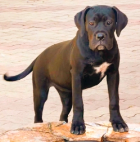 Italian Mastiff puppy for sale