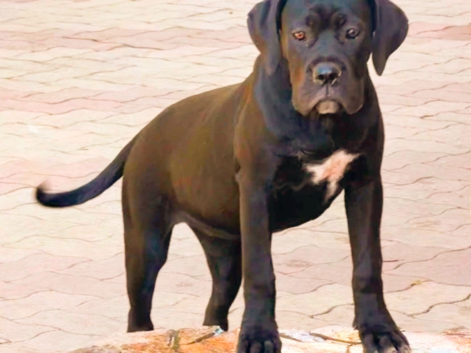 Cane Corso Italiano Welpe kaufen