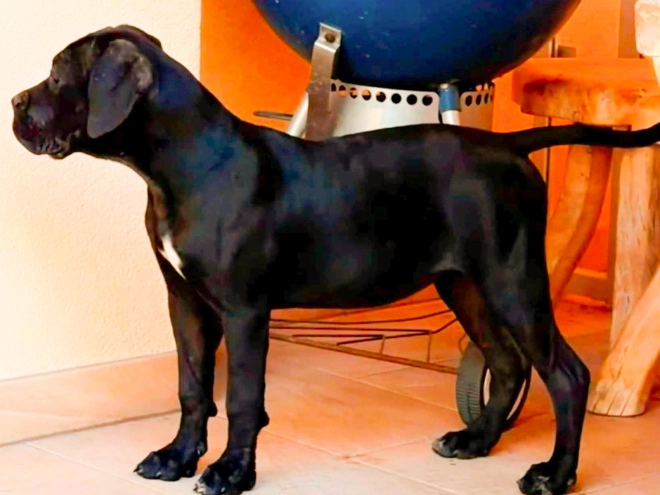 Cane Corso Italiano Welpe kaufen