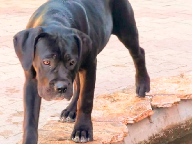 Cane Corso Italiano Welpe kaufen