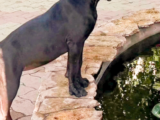 Cane Corso Italiano Welpe kaufen
