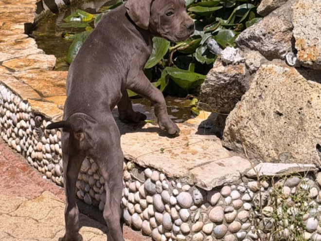 Italian Mastiff puppy for sale