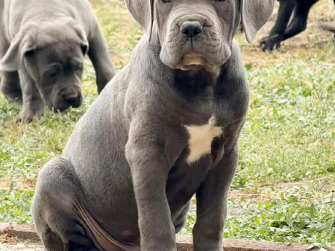 Italian Mastiff puppy for sale
