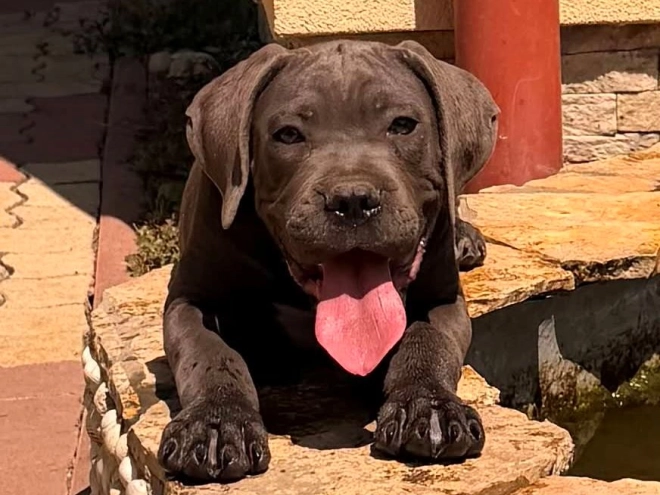 Italian Mastiff puppy for sale