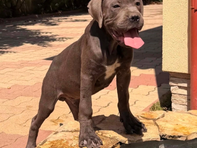 Italian Mastiff puppy for sale