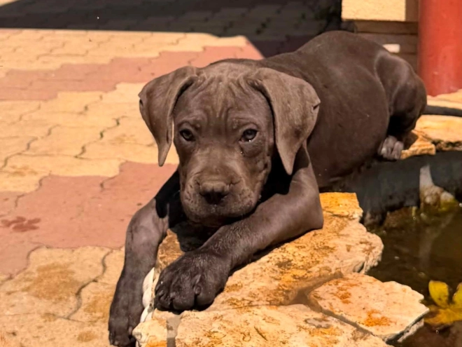 Italian Mastiff puppy for sale
