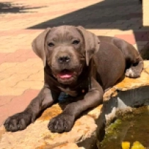 Tommyboy, grey Italian Mastiff for sale