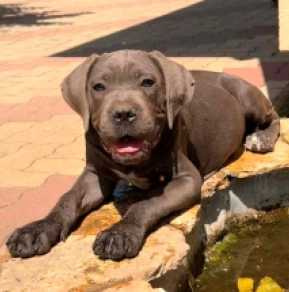Italian Mastiff puppy for sale