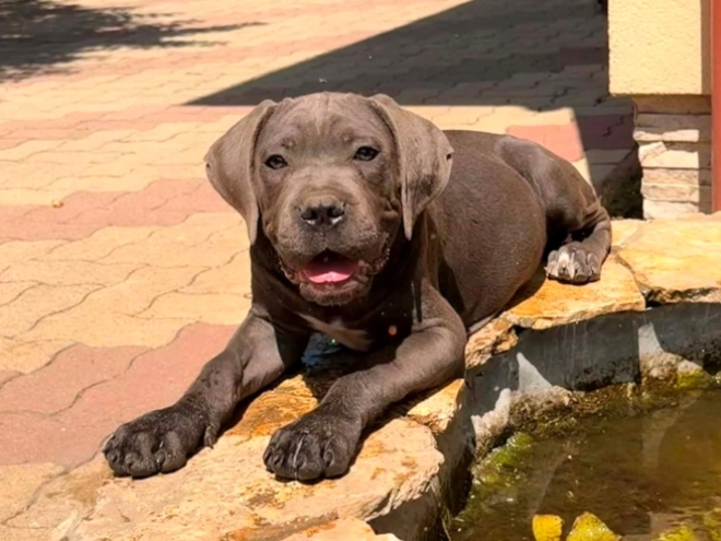 Italian Mastiff puppy for sale