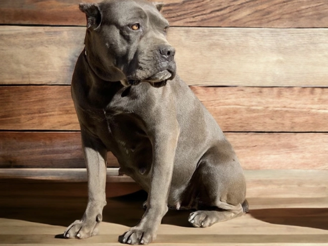 Italian Mastiff puppy for sale