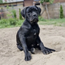 Tina, black Cane Corso Italiano Welpen kaufen