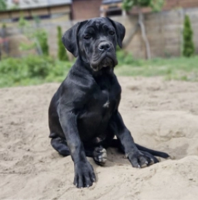 Perros Mastín Italiano en venta