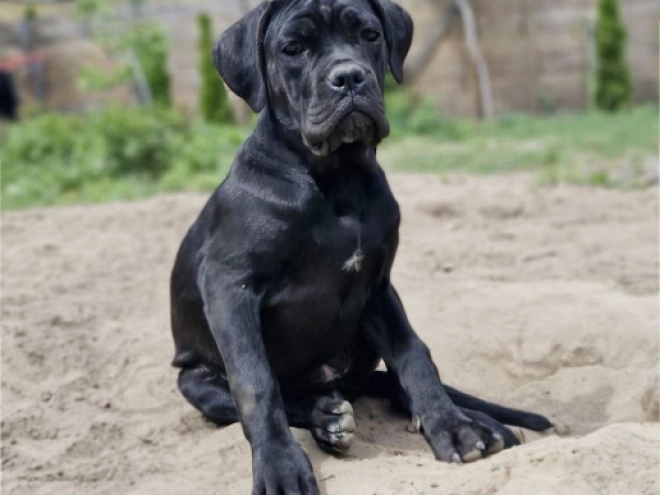 Perros Mastín Italiano en venta
