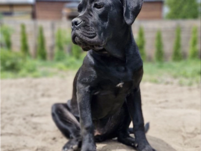 Perros Mastín Italiano en venta