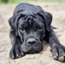 Tina, black Mastín Italiano en venta