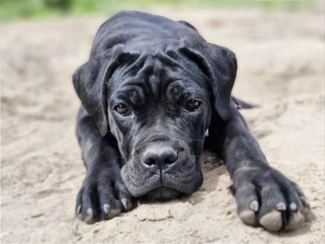 Perros Mastín Italiano en venta
