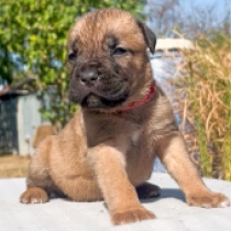 Cherle, fawn Italian Mastiff for sale