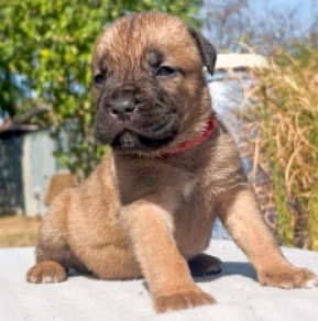 Italian Mastiff puppy for sale