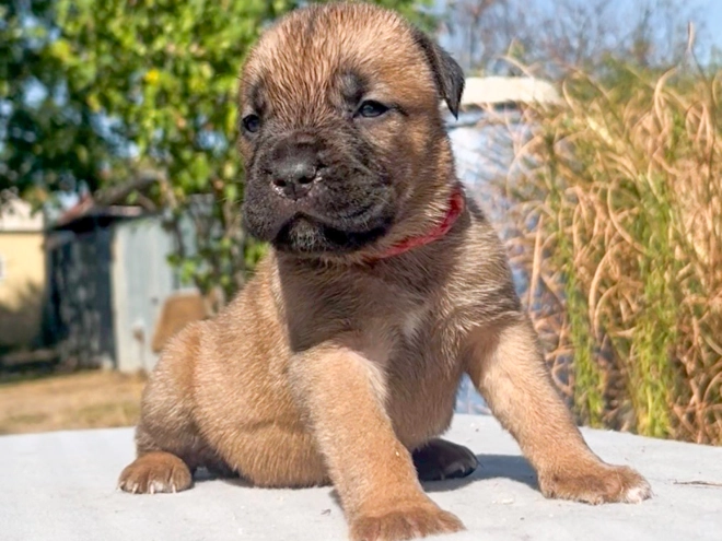Italian Mastiff puppy for sale