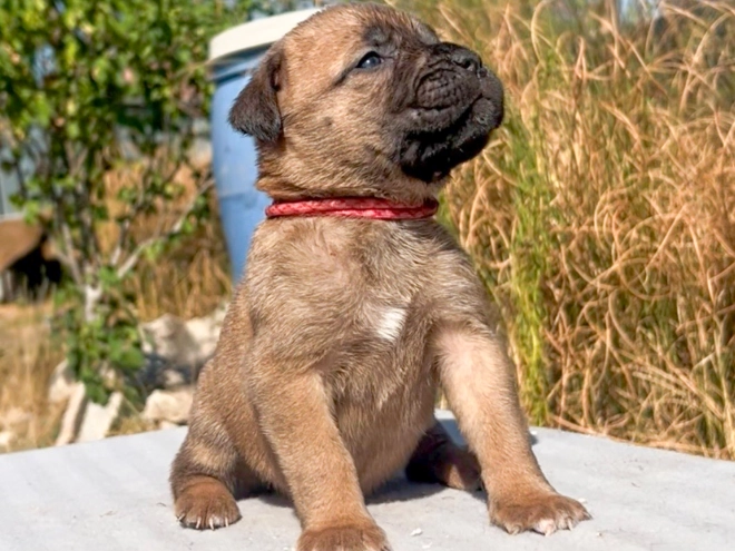 Italian Mastiff puppy for sale