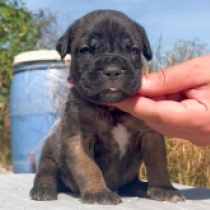 Diva, fawn Italian Mastiff for sale