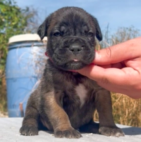 Italian Mastiff puppy for sale