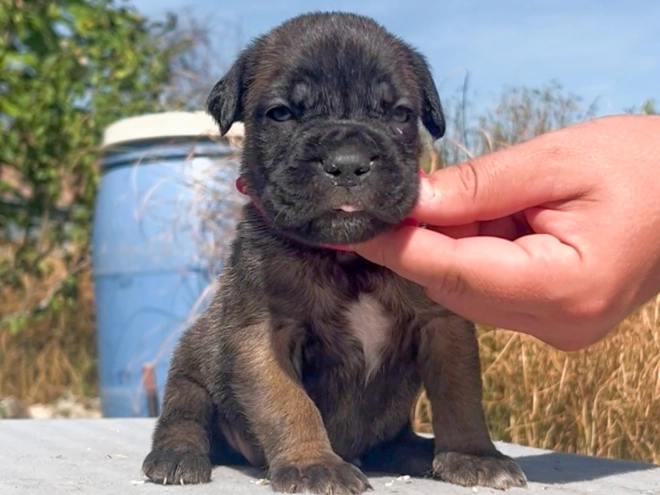 Italian Mastiff puppy for sale