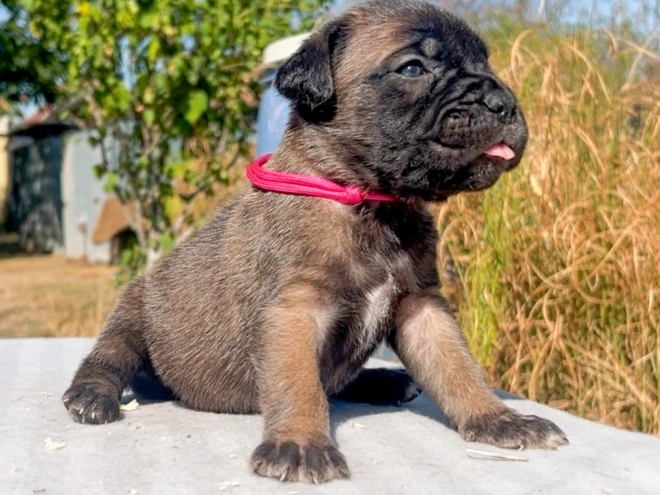 Italian Mastiff puppy for sale