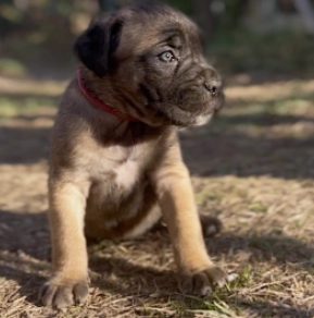 Italian Mastiff puppy for sale