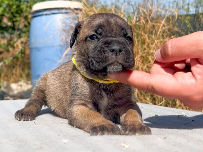 Italian Mastiff puppy for sale
