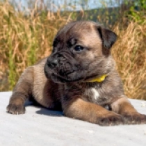 Tina, fawn Italian Mastiff for sale