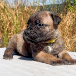 Italian Mastiff puppy for sale