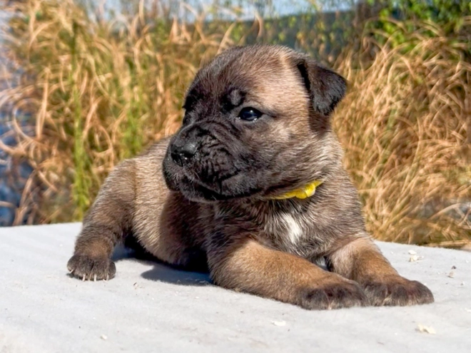 Italian Mastiff puppy for sale