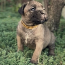 Tina, fawn Italian Mastiff for sale