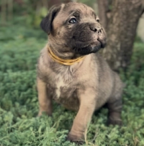 Cane Corso Italiano Welpe kaufen