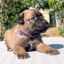 Tammy, fawn Italian Mastiff for sale