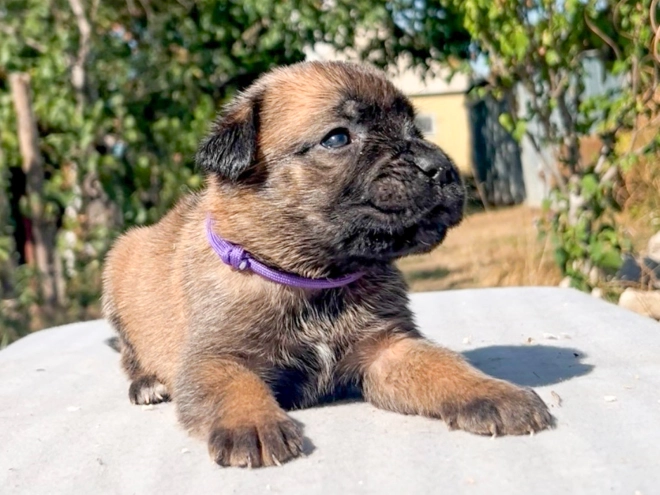 Italian Mastiff puppy for sale