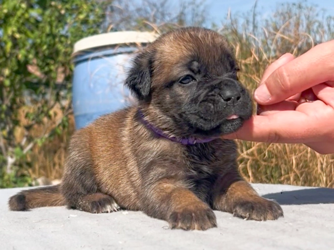 Italian Mastiff puppy for sale