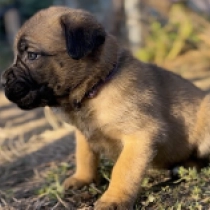 Tammy, fawn Italian Mastiff for sale