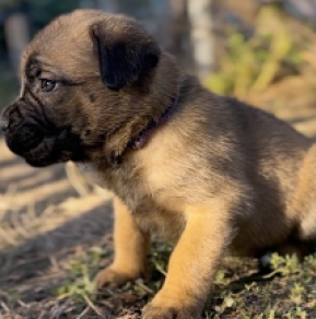 Italian Mastiff puppy for sale