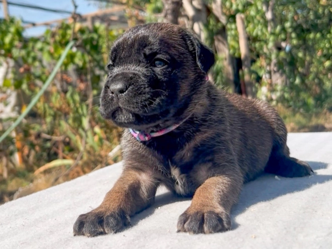 Italian Mastiff puppy for sale
