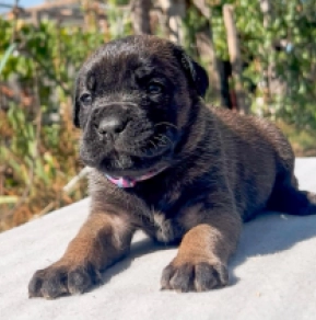 Italian Mastiff puppy for sale