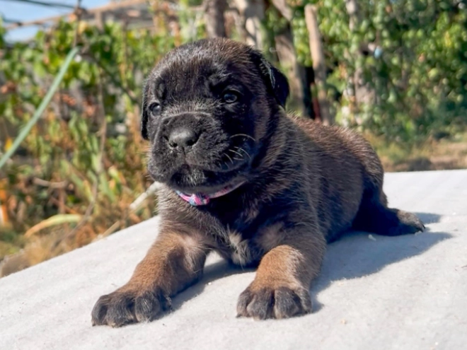 Italian Mastiff puppy for sale
