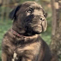 Raquel, fawn Italian Mastiff for sale