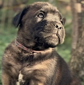 Perros Mastín Italiano en venta