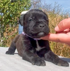 Italian Mastiff puppy for sale