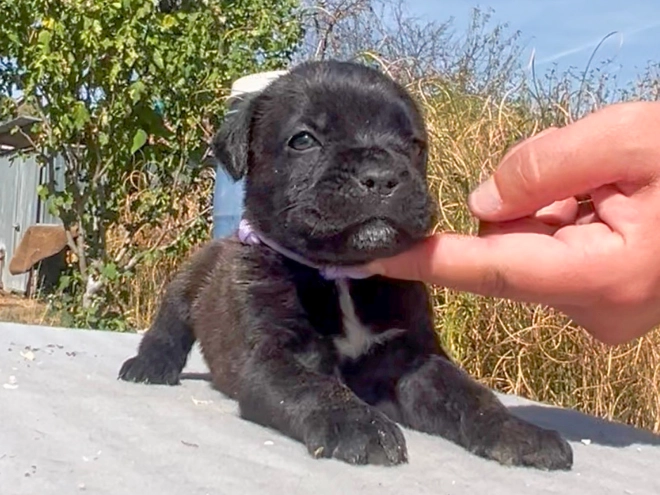 Italian Mastiff puppy for sale