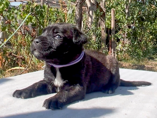 Italian Mastiff puppy for sale