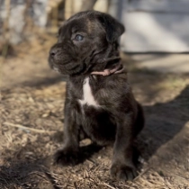 Precious, black with markings Italian Mastiff for sale
